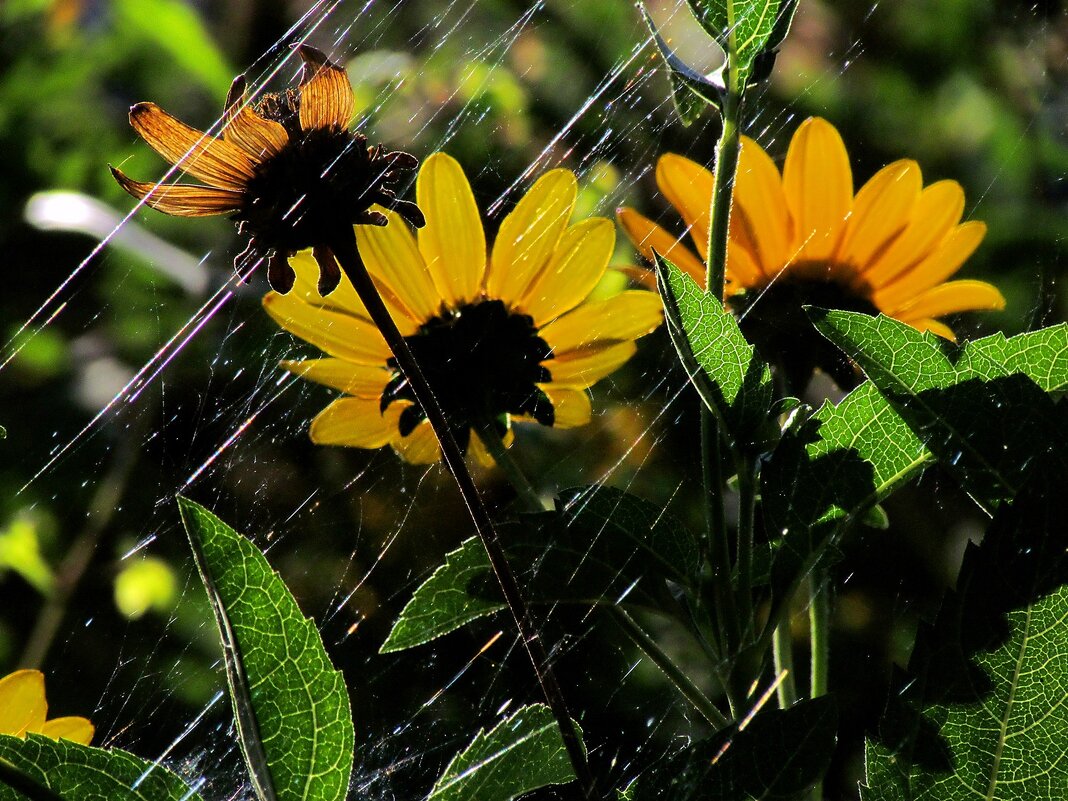 Желтые цветы - Роман Савоцкий