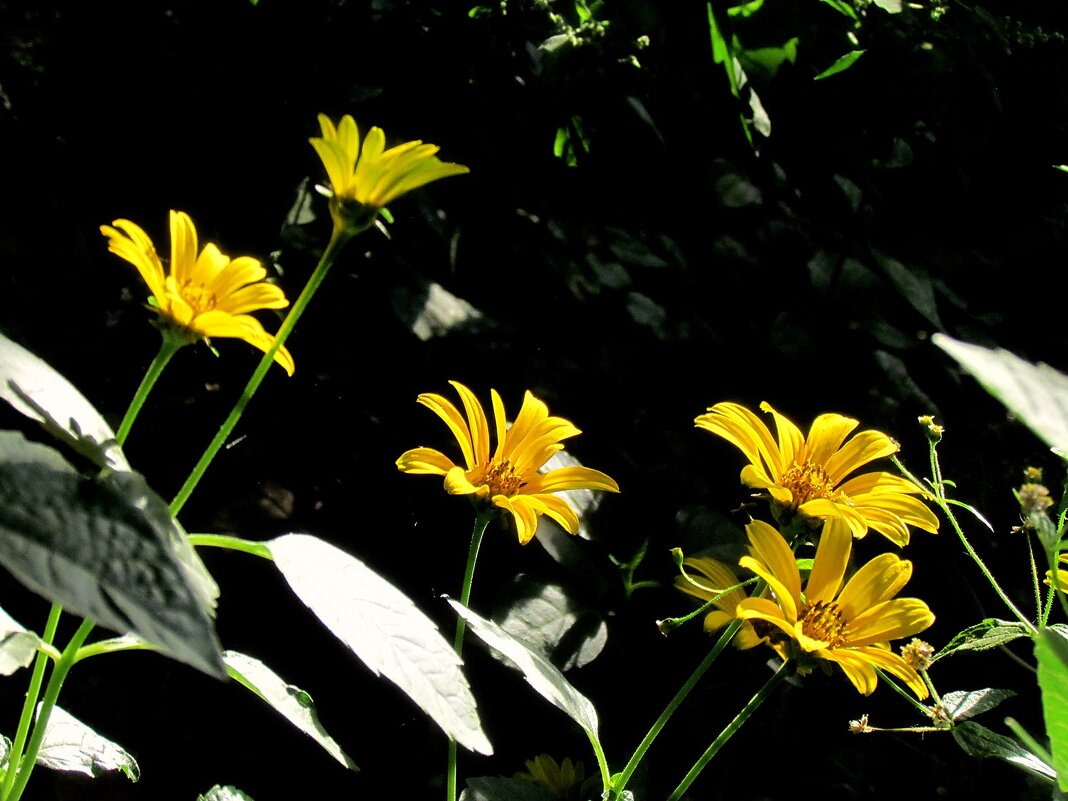 Желтые цветы - Роман Савоцкий