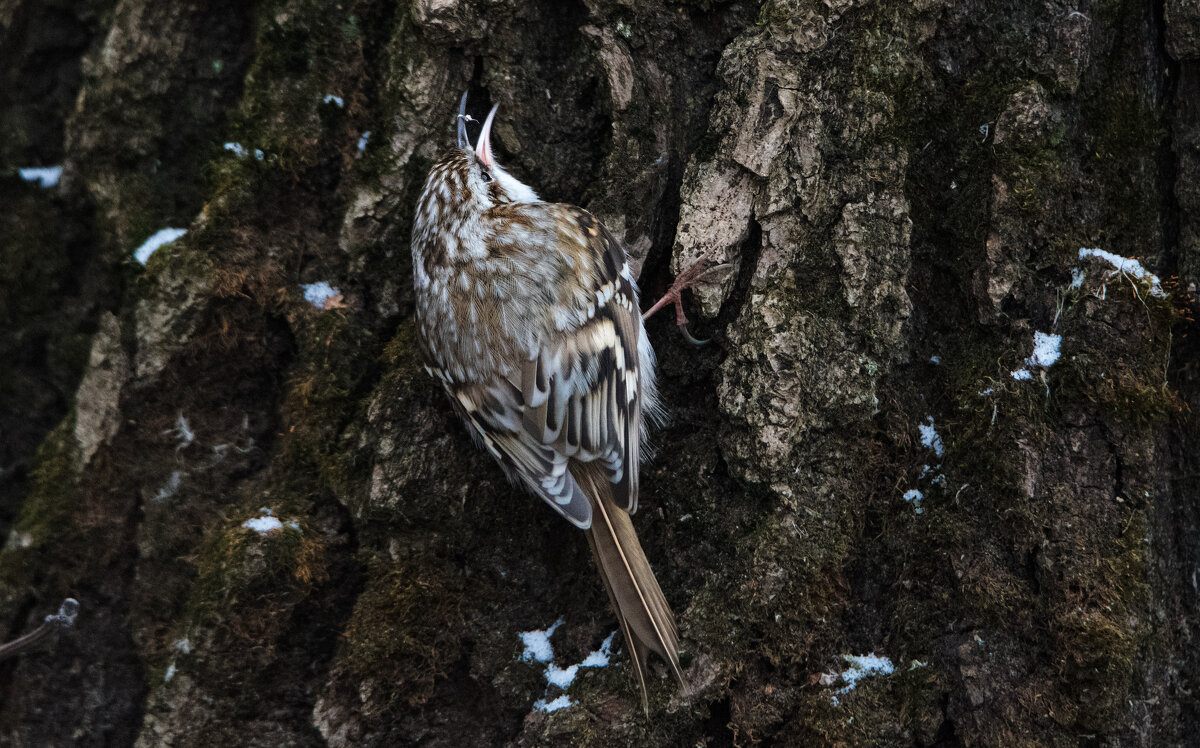 Пищуха с добычей. - Владимир Безбородов Пищуха с добычей. - Владимир Безбородов