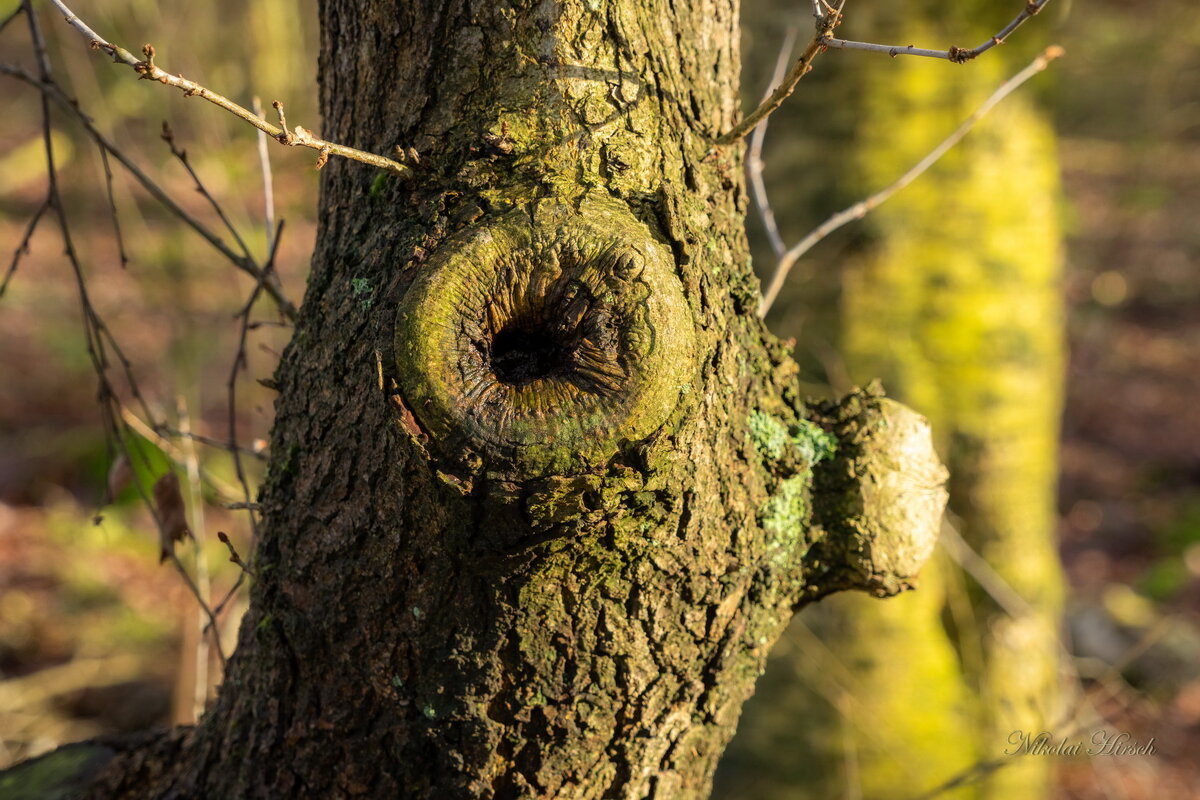Лесной этюд... - Николай Гирш Лесной этюд... - Николай Гирш