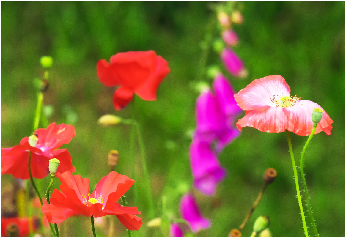 " Ох, лето красное!..." - Валентин Котляров " Ох, лето красное!..." - Валентин Котляров