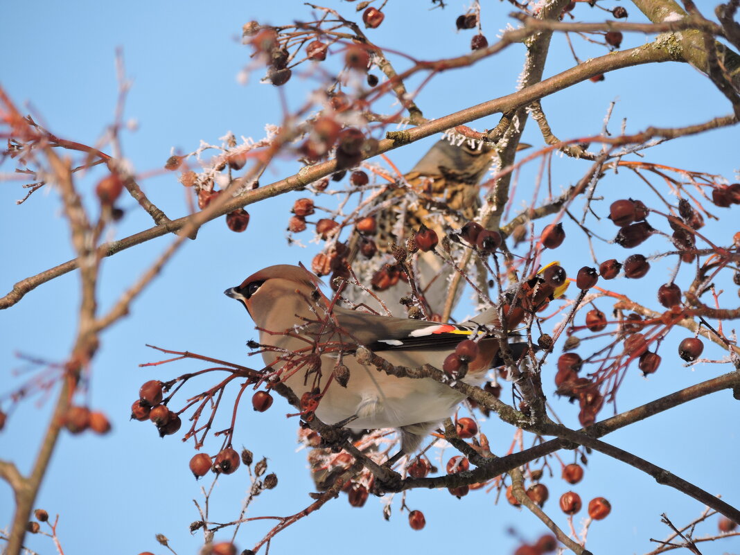 Свиристели наведались... - Мария Васильева Свиристели наведались... - Мария Васильева