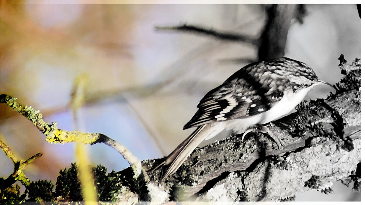 "Пищуха" (не будем забывать о кормушках)...сделайте кормушку для птиц. - "The Natural World" Александер "Пищуха" (не будем забывать о кормушках)...сделайте кормушку для птиц. - "The Natural World" Александер