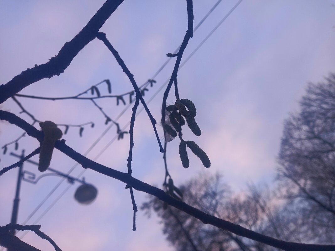 Закат - Сапсан 