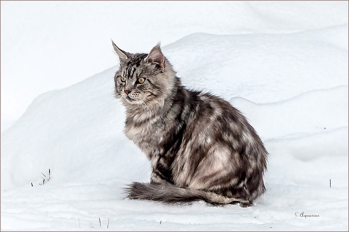 Зима однако... - Aquarius - Сергей
