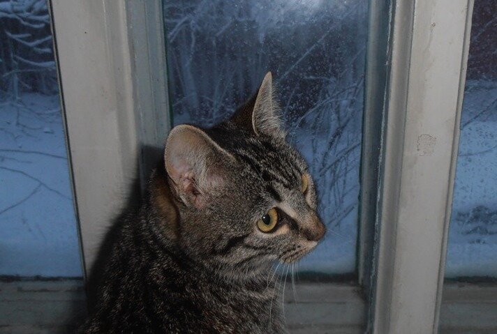 Февральский вечер - Наталья Февральский вечер - Наталья