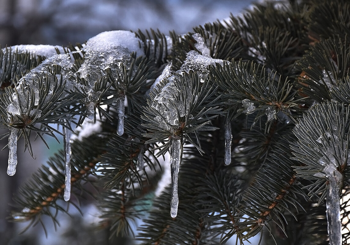 Зима вернулась... - Валентина  Нефёдова 