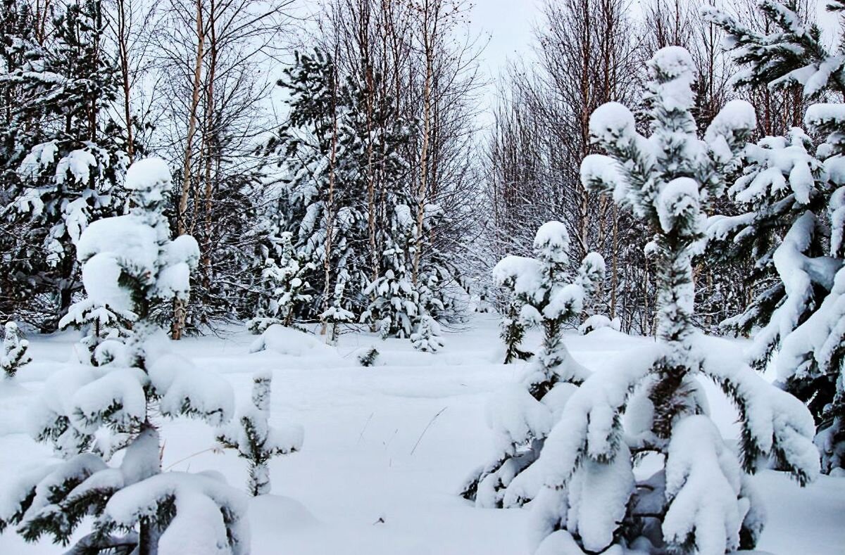 Январь....Молодая тайга после снегопада! - Владимир 