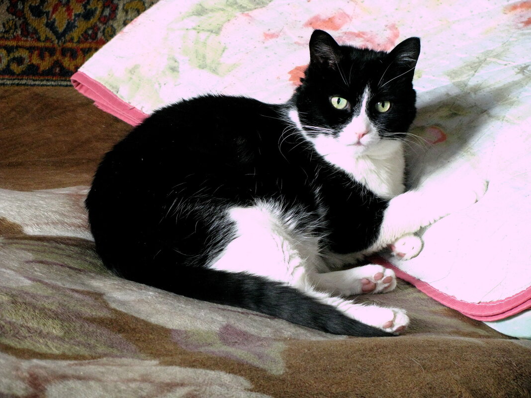 Мой красавчик - Людмила Смородинская Мой красавчик - Людмила Смородинская