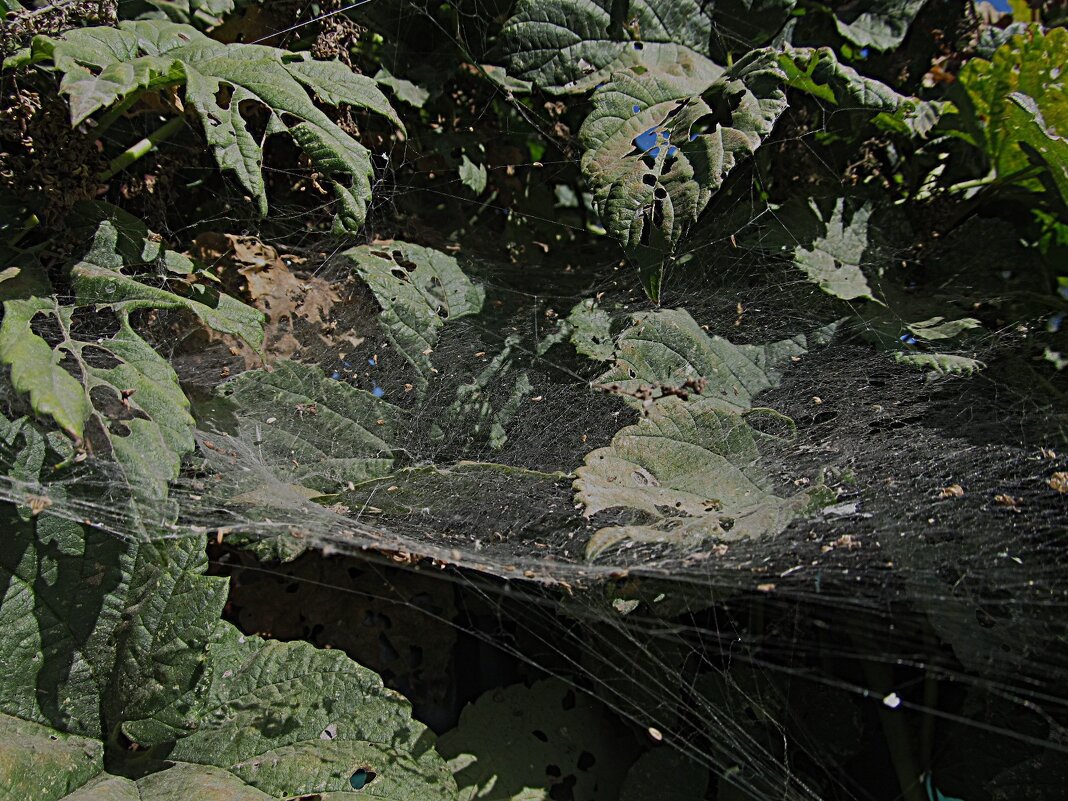 сентябрь - Елена Шаламова