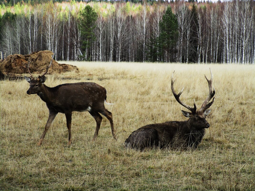 Висим - Елена Шаламова