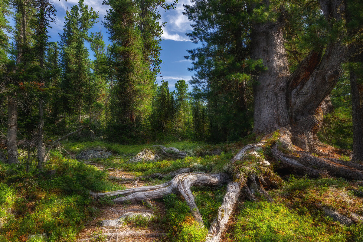 По тропе в сказку... - Vladimir K