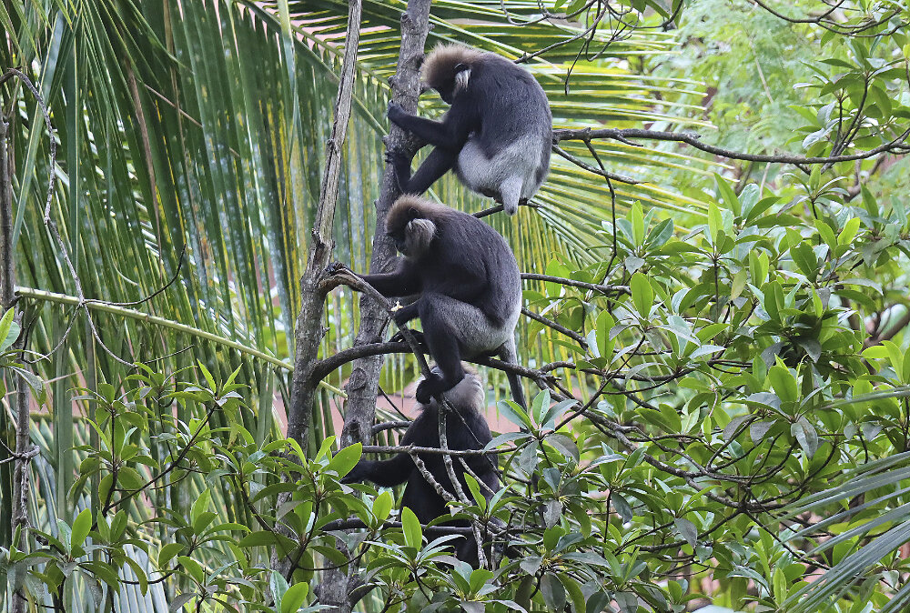 Акробаты на пальме - Галина Ильясова Акробаты на пальме - Галина Ильясова