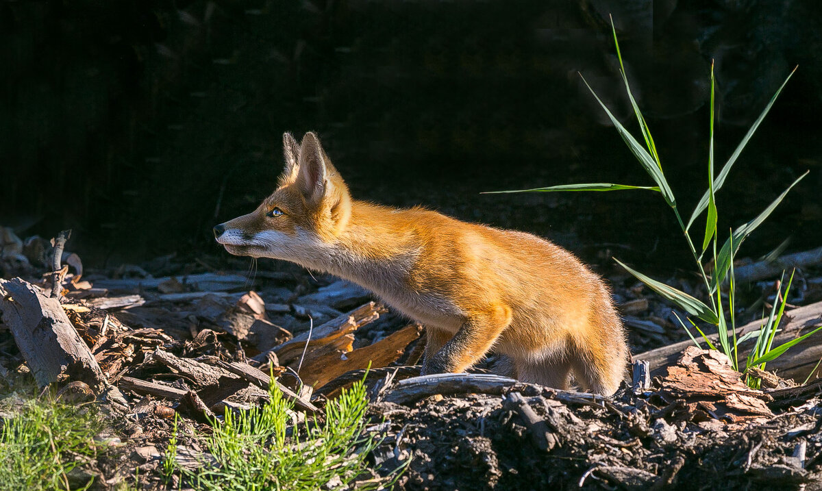 Алиса - Александр Силинский