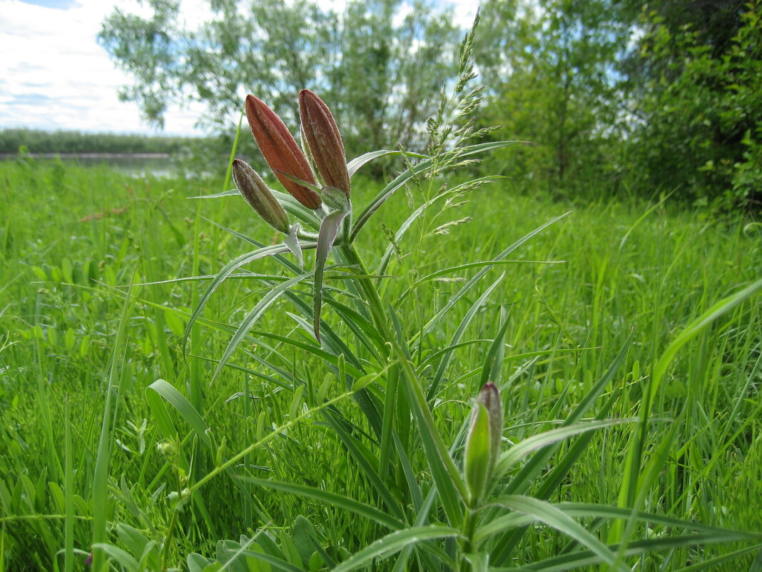 Лилия даурская - Anna Ivanova
