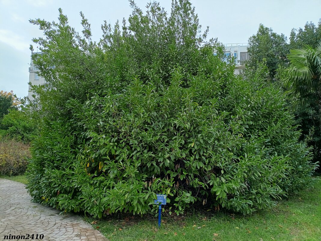 Адлер. Дендропарк "Южные культуры" - Нина Бутко Адлер. Дендропарк "Южные культуры" - Нина Бутко