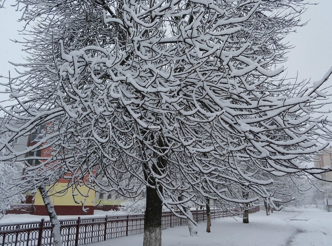 Снежное - PRP 