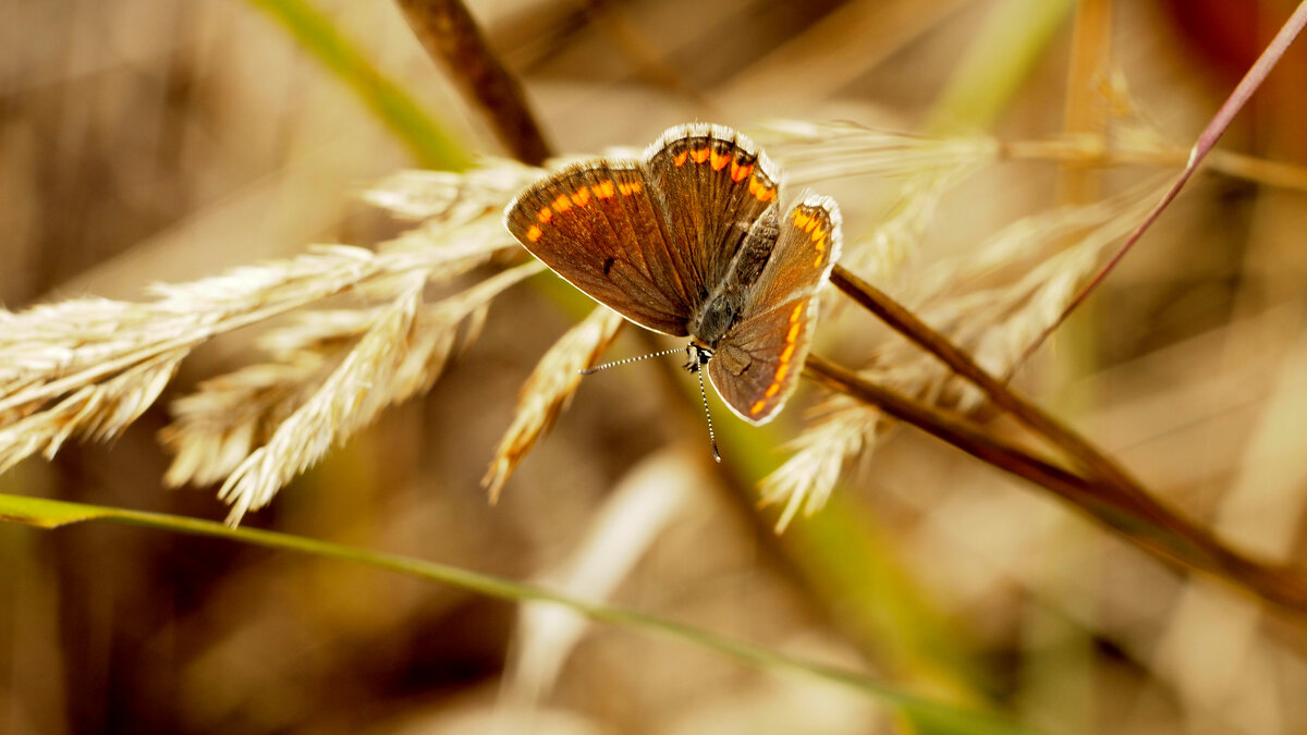 опять про бабочек 364 - Александр Прокудин опять про бабочек 364 - Александр Прокудин