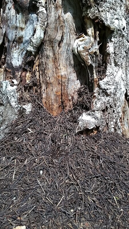 ***чудеса в природе*** - Olga Oskolkova