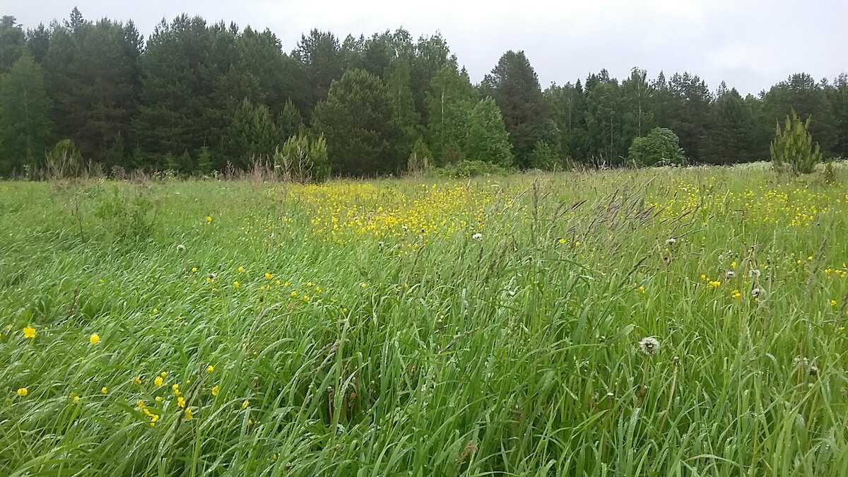 ***поля и леса*** - Olga Oskolkova