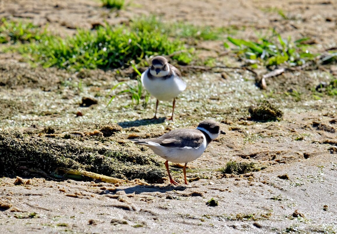 Малые зуйки на берегу реки - Валерий Судачок Малые зуйки на берегу реки - Валерий Судачок