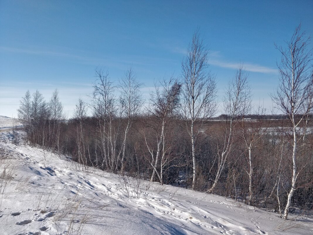 Берёзки - Андрей Хлопонин