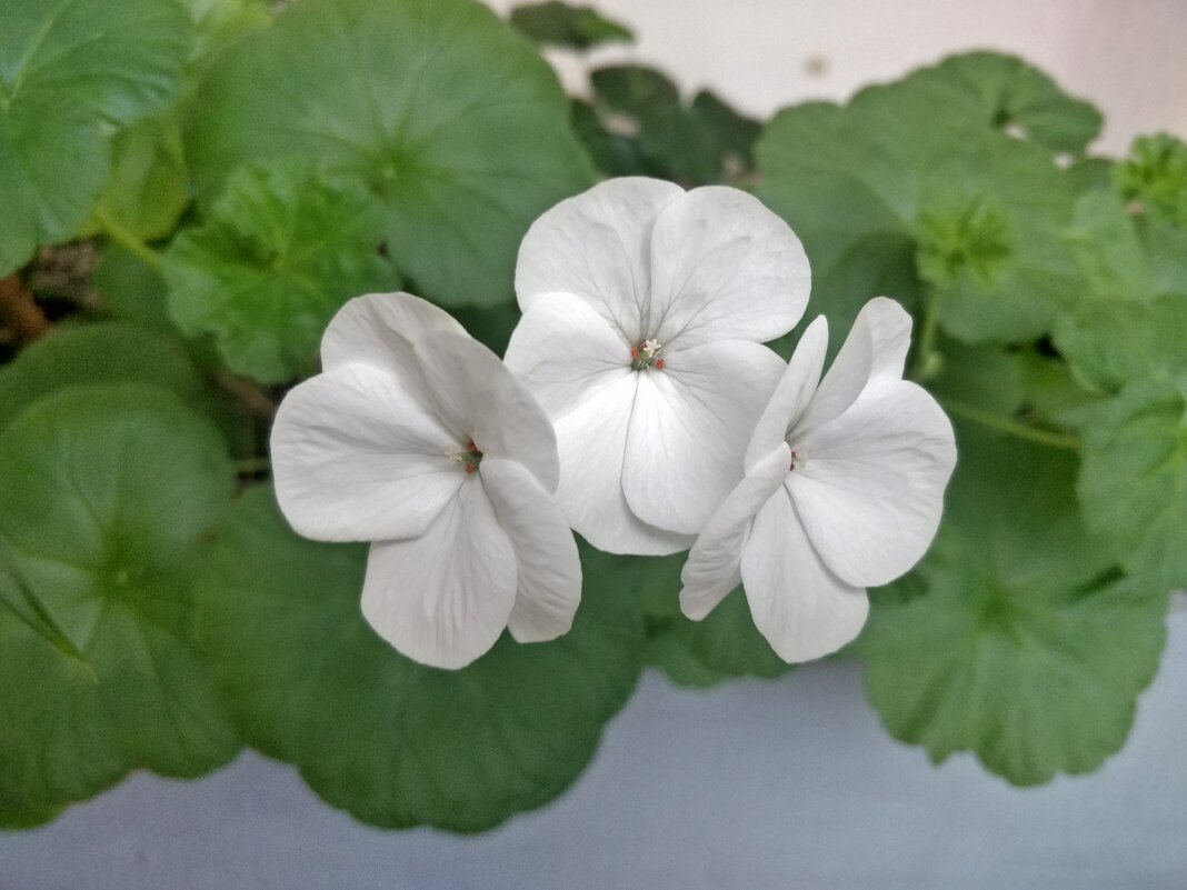 Белая герань - Андрей Хлопонин