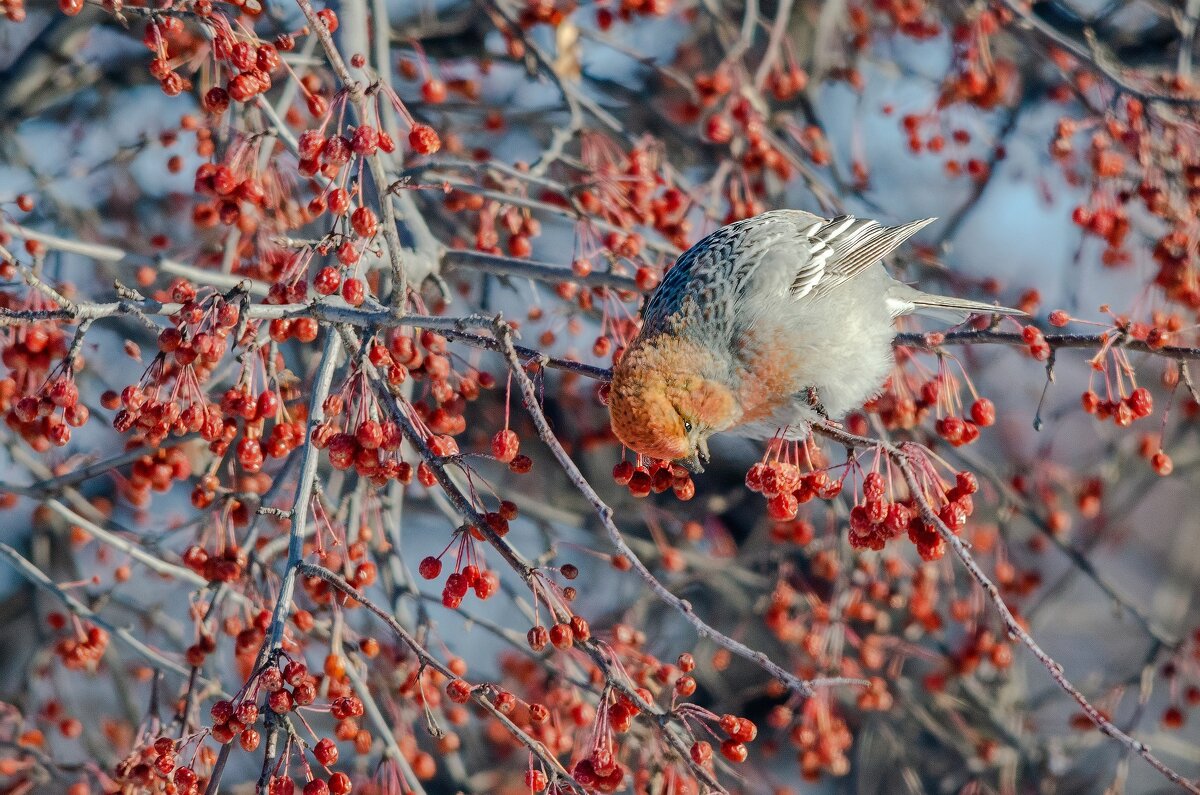 В райском саду. - Виктор Иванович Чернюк В райском саду. - Виктор Иванович Чернюк