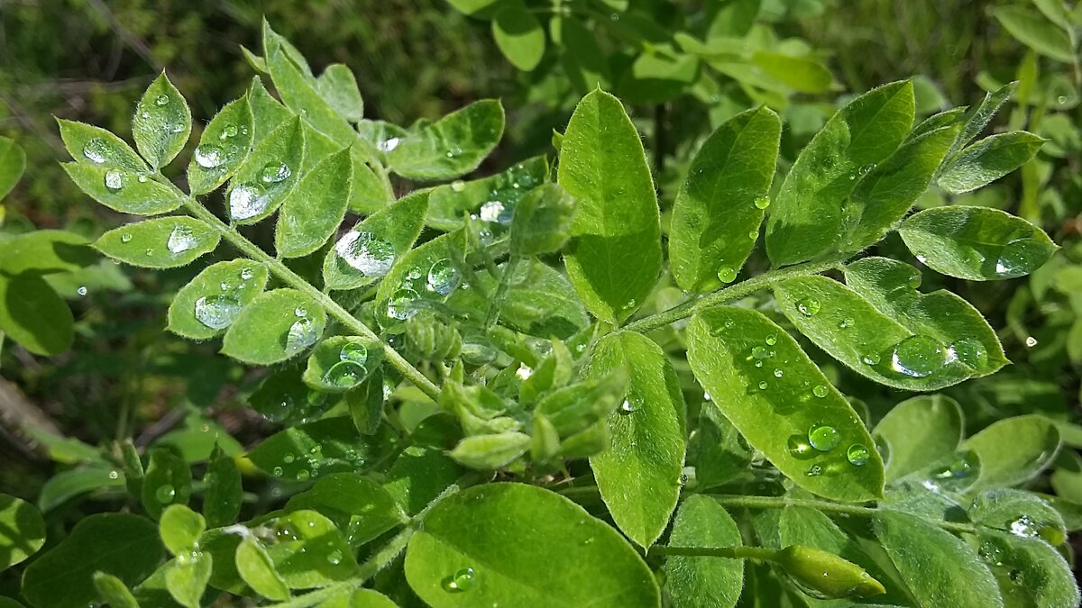 ***следы дождя*** - Olga Oskolkova