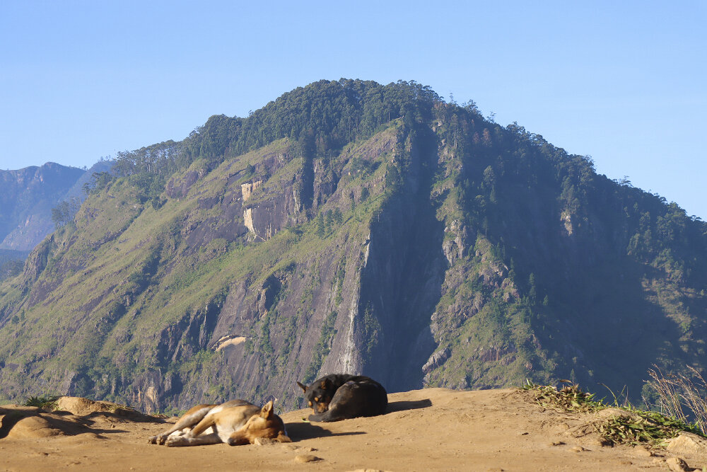 Спать в красивом месте приятнее... - Галина Ильясова Спать в красивом месте приятнее... - Галина Ильясова