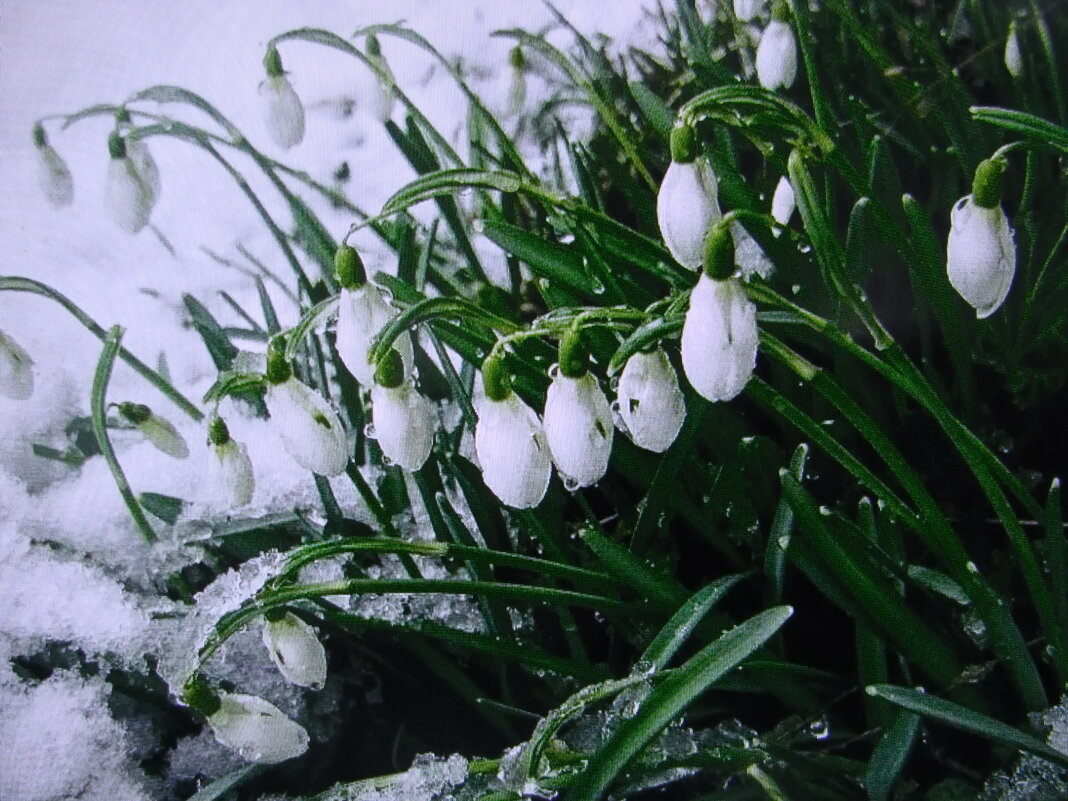 Приуныли - Людмила Смородинская Приуныли - Людмила Смородинская