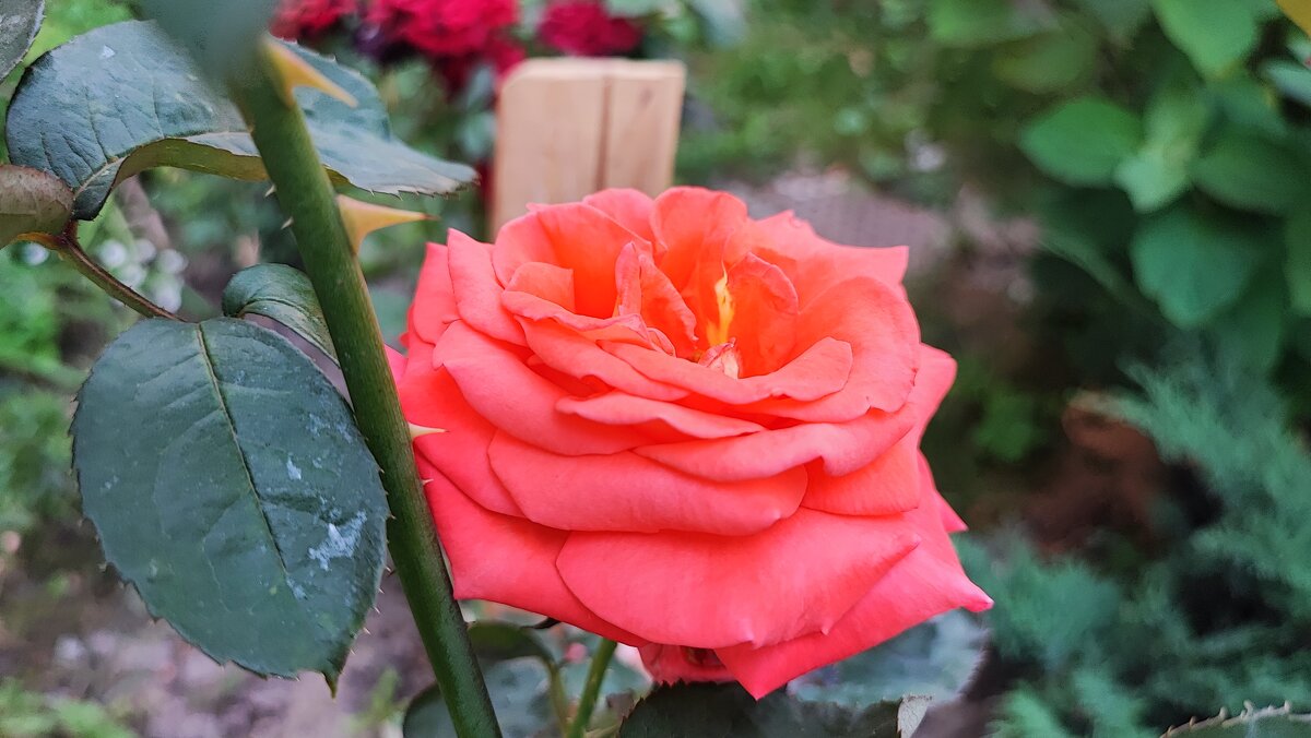 ,,, - Сергей Тимоновский ,,, - Сергей Тимоновский