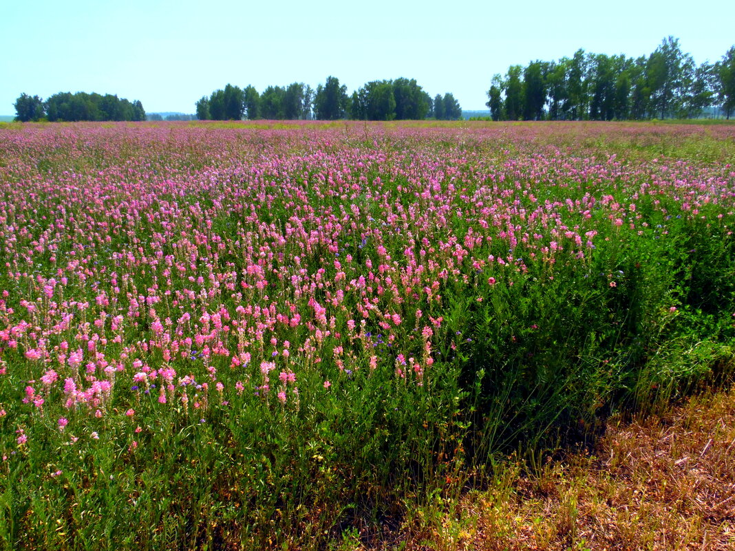 Летнее поле. - nadyasilyuk Вознюк