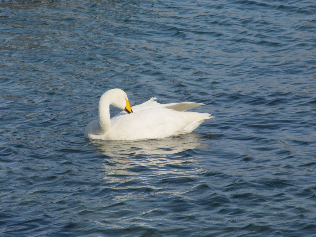 Новороссийск - Елена Шаламова Новороссийск - Елена Шаламова