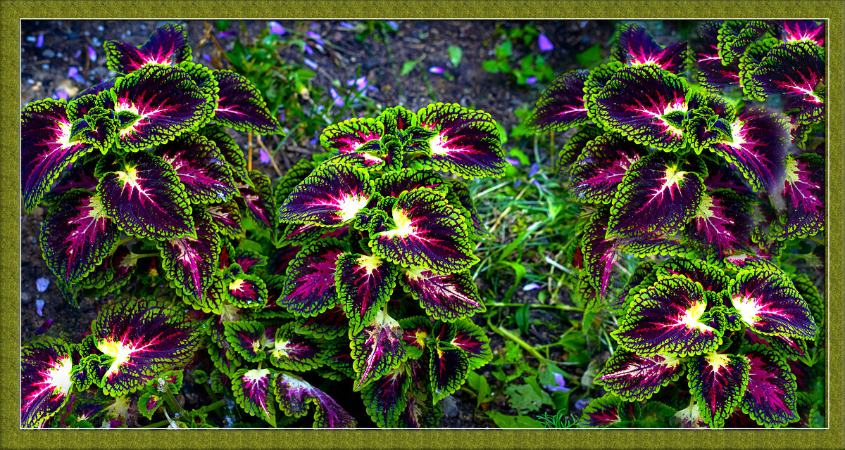 Природа развлекается - Владимир Кроливец