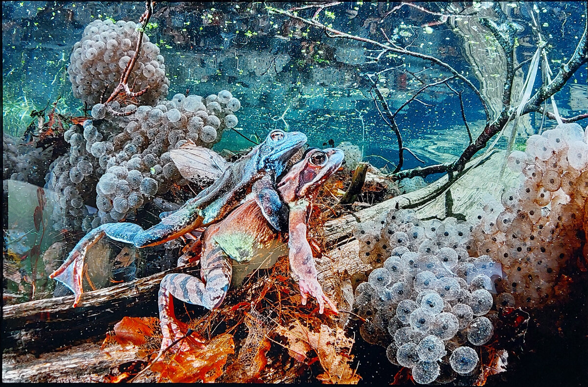 "Какого цвета любовь ". Италия . Франческо. - ИРЭН@ . "Какого цвета любовь ". Италия . Франческо. - ИРЭН@ .