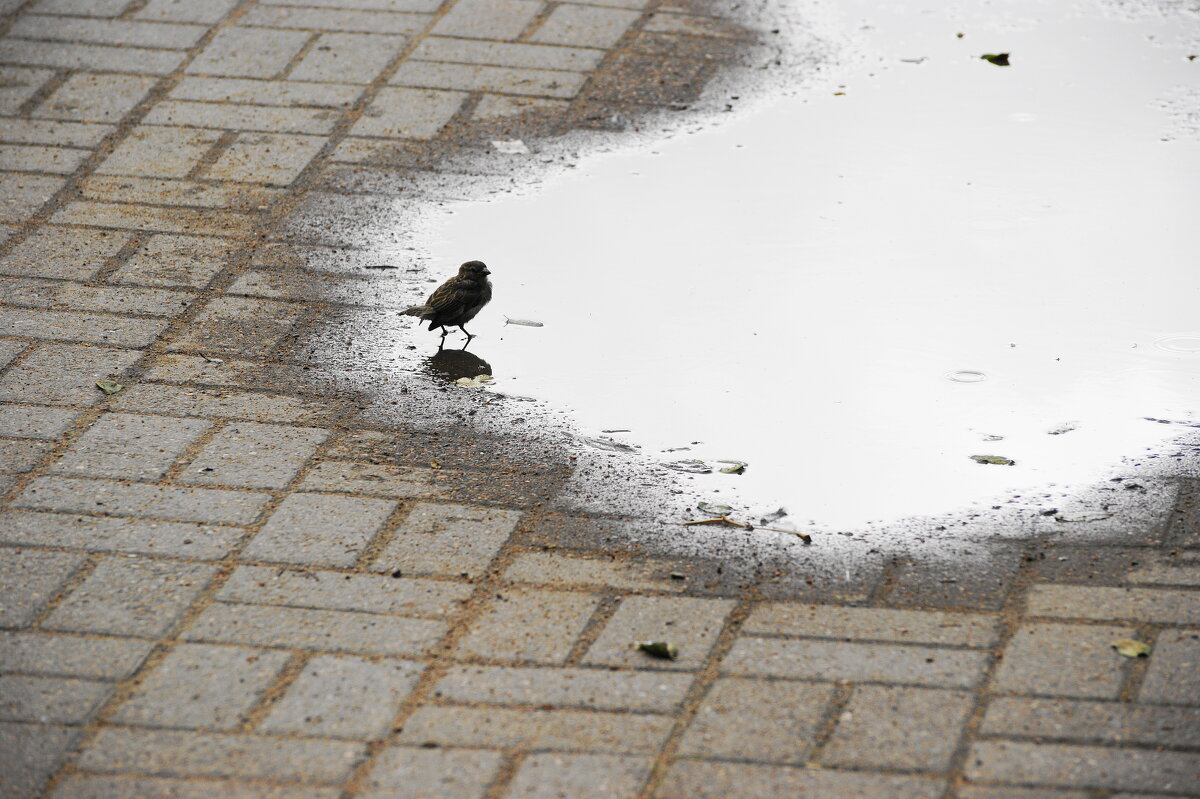 Из жизни воробья - Виктор Никитенко