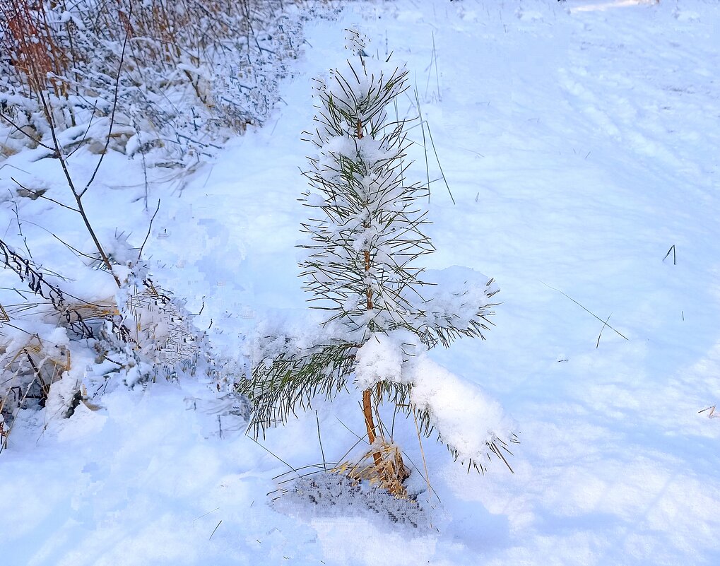 Елочка - Татьяна Тюменка Елочка - Татьяна Тюменка