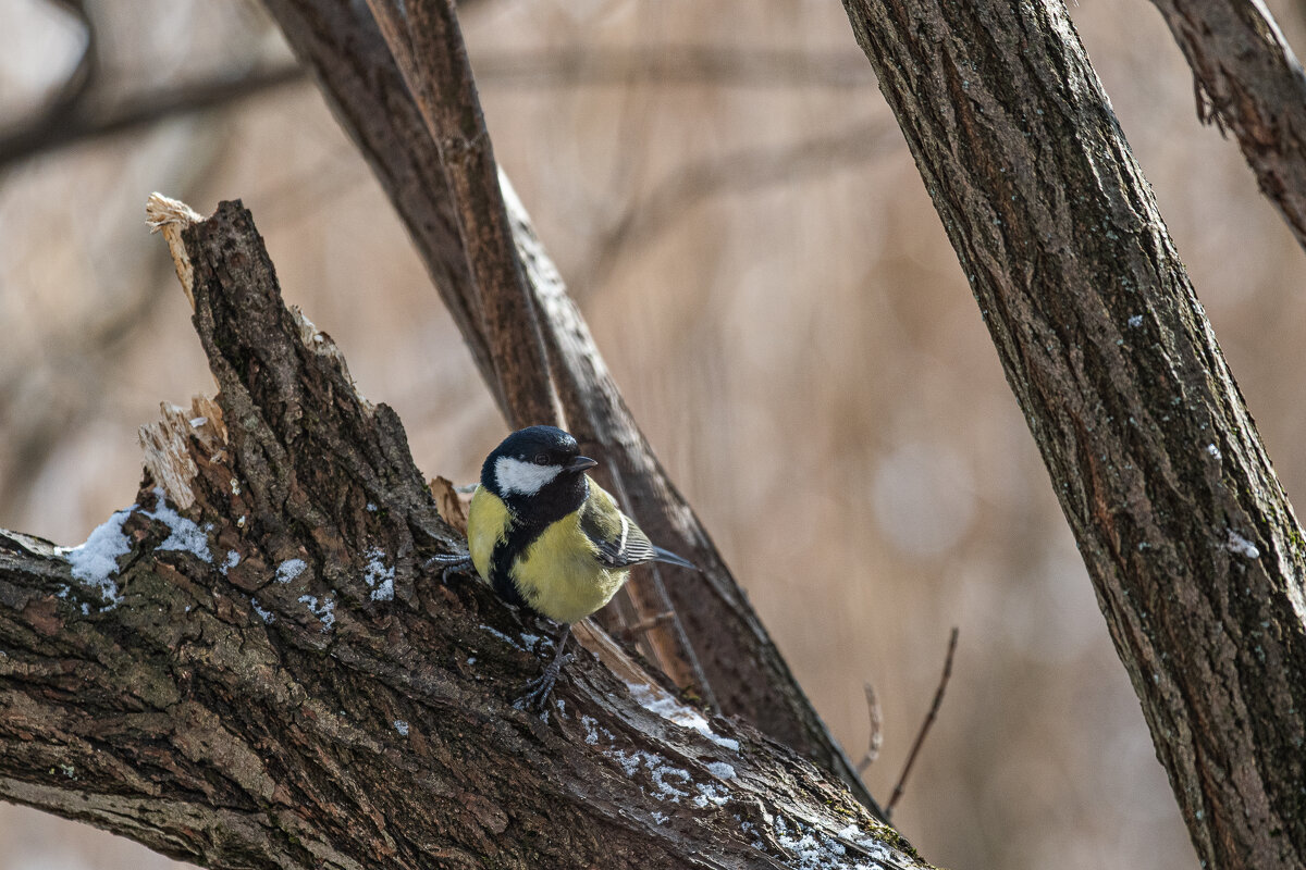 ...... - Павел Катков ...... - Павел Катков