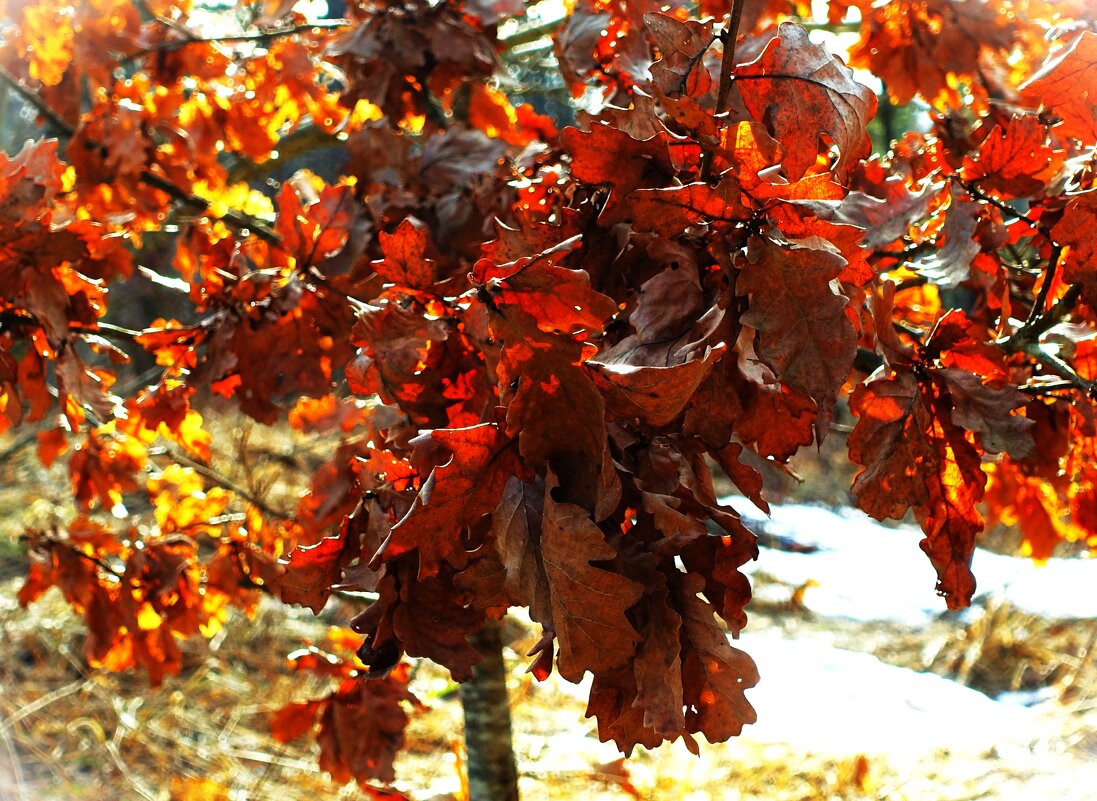 Ну кто сказал, что красок в начале марта нет.. - Aida10 Ну кто сказал, что красок в начале марта нет.. - Aida10