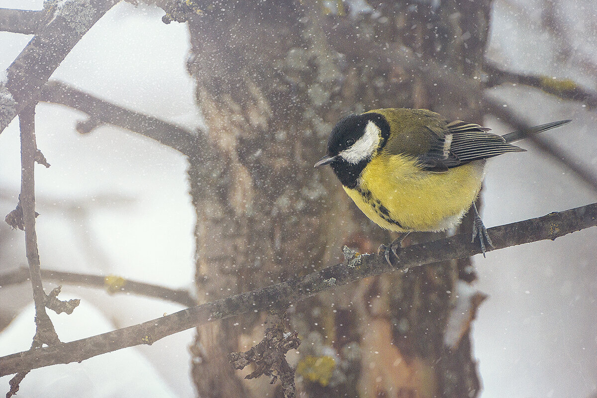 синичка - Svetlana Galvez синичка - Svetlana Galvez