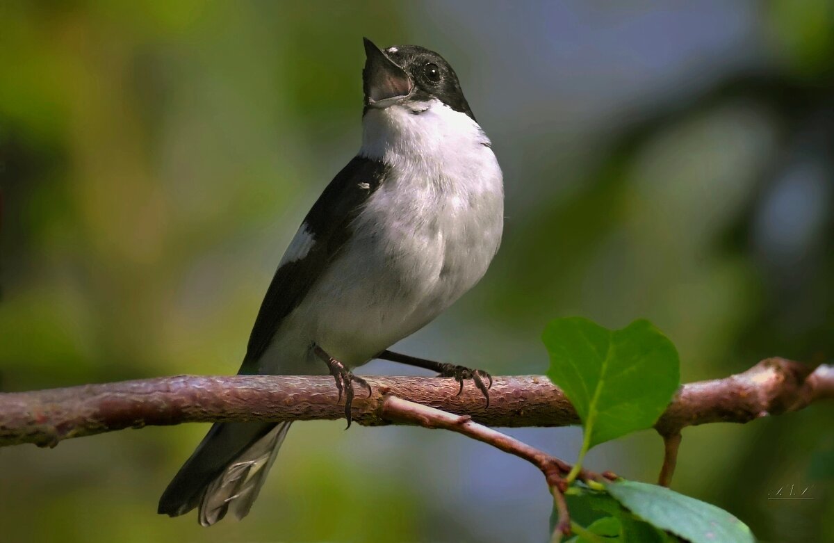 мухоловка-пеструшка - Николай Соколухин мухоловка-пеструшка - Николай Соколухин
