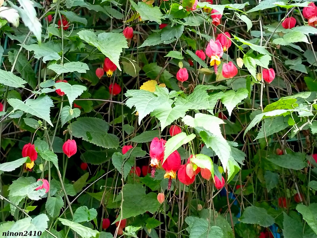 Адлер. Дендропарк "Южные культуры" - Нина Бутко Адлер. Дендропарк "Южные культуры" - Нина Бутко