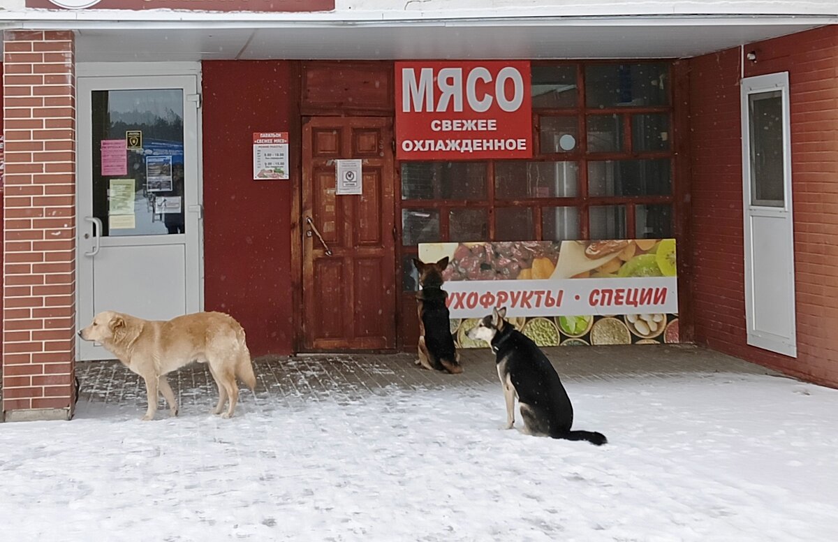 уехали за мясом - Владимир уехали за мясом - Владимир