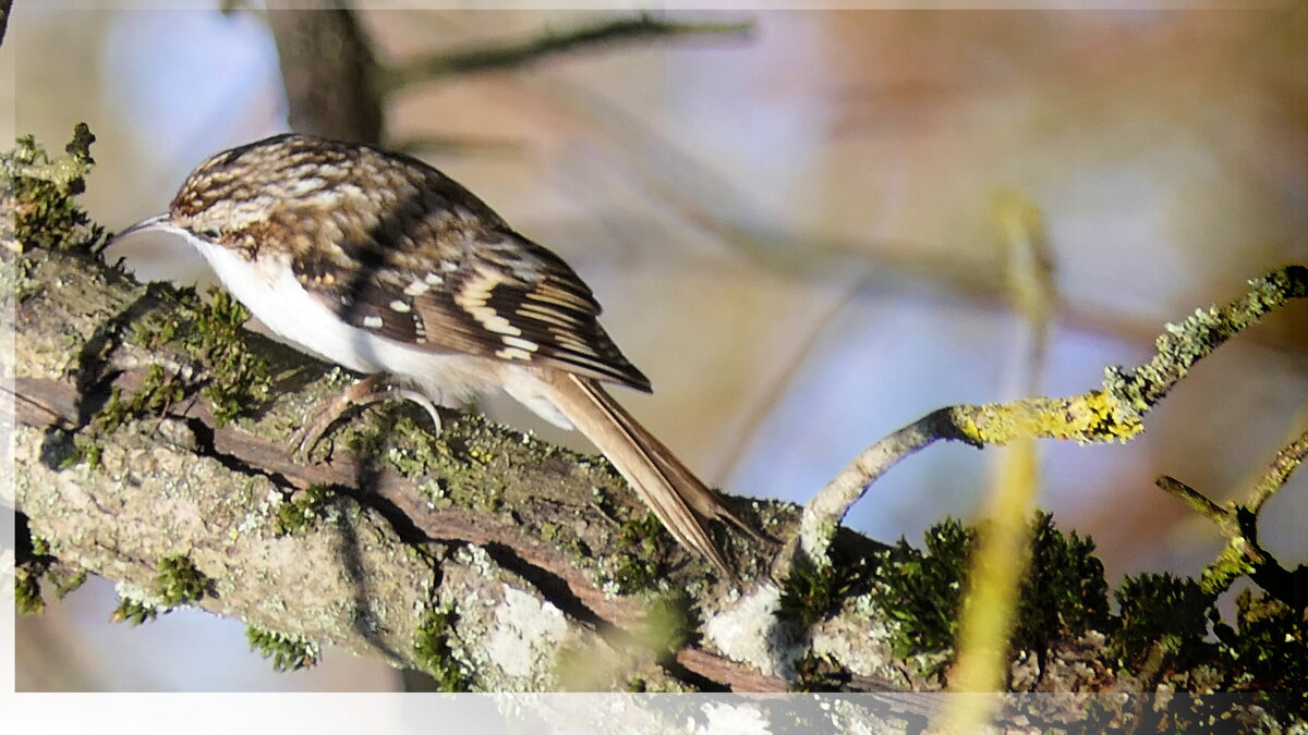 "Пищуха" (не будем забывать о кормушках)...сделайте кормушку для птиц. - "The Natural World" Александер