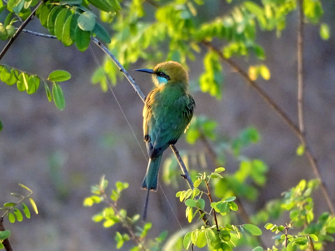 Зеленая щурка - Павел Трунцев