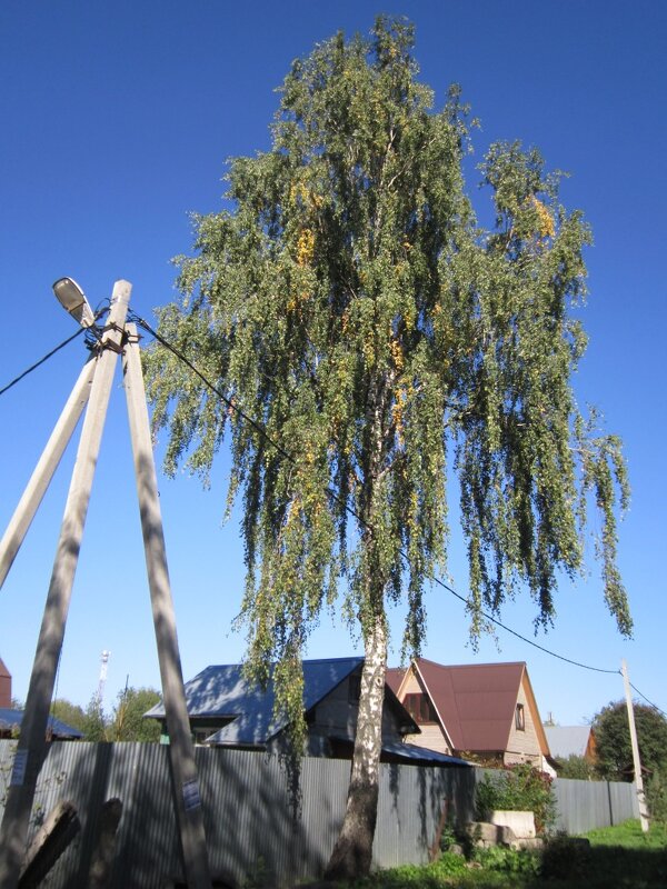 Разбросала косы русые берёза - Дмитрий Никитин
