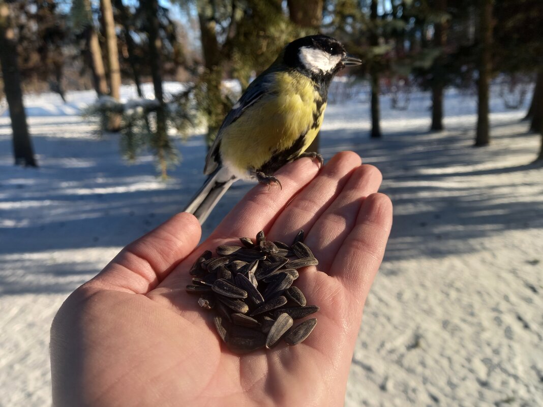 Синица - Сапсан 