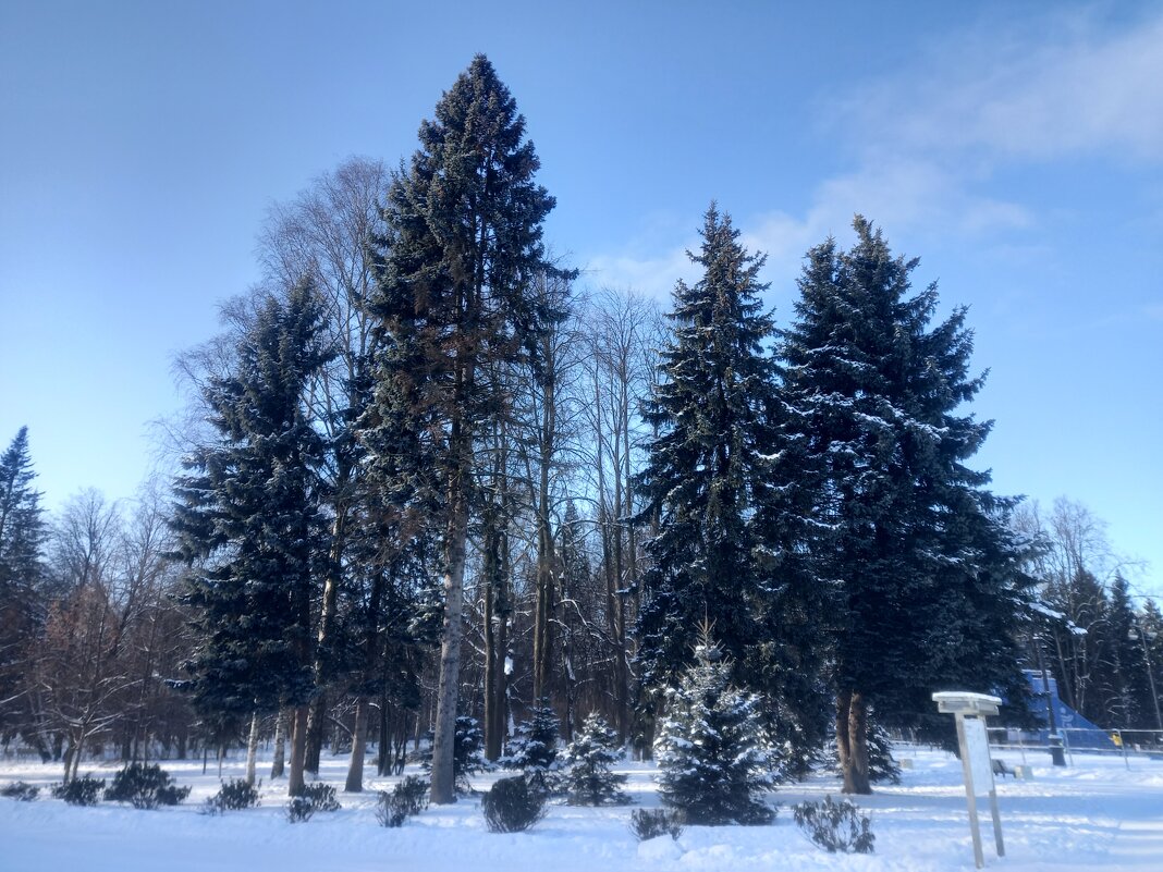 Зима - Сапсан 