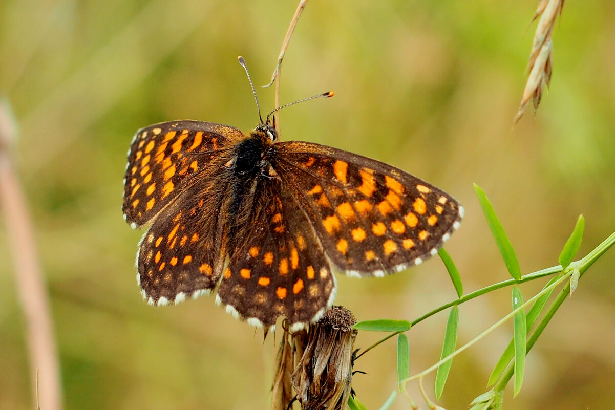 опять про бабочек 368 - Александр Прокудин опять про бабочек 368 - Александр Прокудин